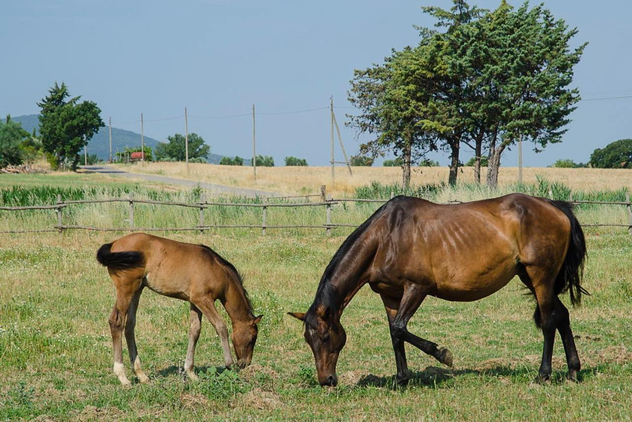 Bio Agriturismo Il Melograno Di Banditella Ristorante Alberese Zewnętrze zdjęcie